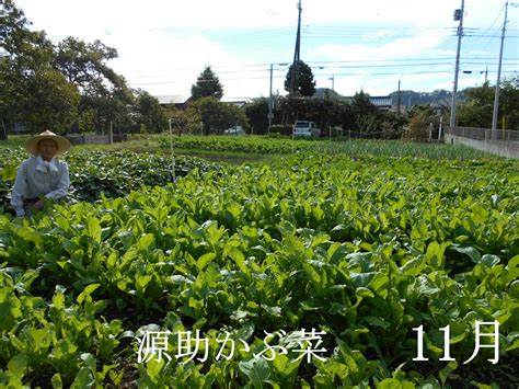 秋池農園|秋池農園(地頭方)/農場